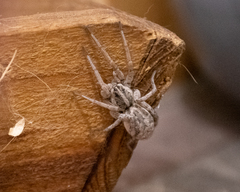 Lycosidae