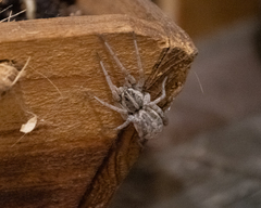 Lycosidae