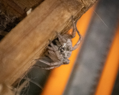 Lycosidae