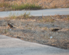 Passer domesticus