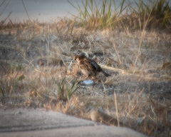 Passer domesticus