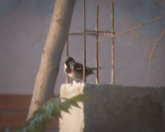 Passer domesticus