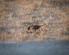 Passer domesticus