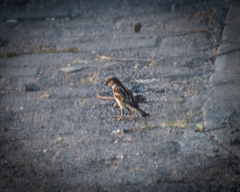 Passer domesticus