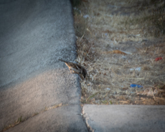 Passer domesticus
