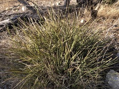 Lomandra effusa
