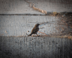 Passer domesticus