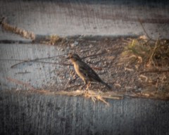 Passer domesticus