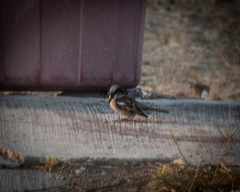 Passer domesticus