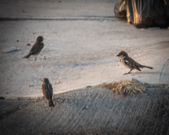 Passer domesticus