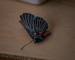 Melanis cephise