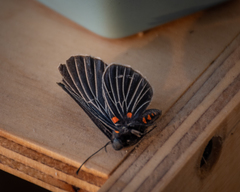 Melanis cephise