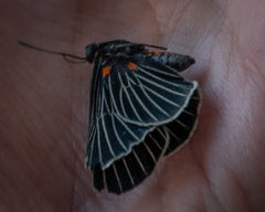 Melanis cephise
