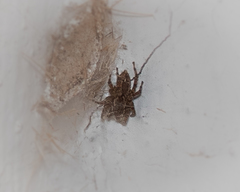 Salticinae