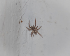 Salticinae