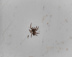 Salticinae