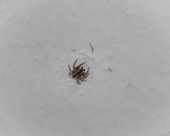 Salticinae
