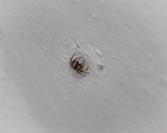 Salticinae