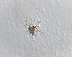Oxyopes