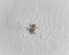 Oxyopes