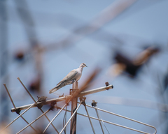 Streptopelia decaocto
