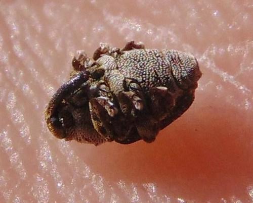 Small Nettle Weevil