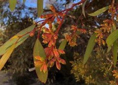 Eucalyptus calycogona