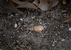 Rumina decollata