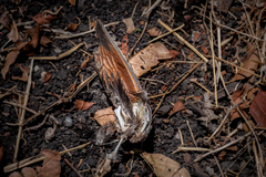 Columbina
