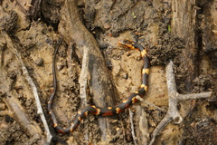 Nerodia fasciata confluens