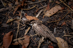 Columbina