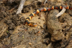 Nerodia fasciata confluens