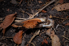 Columbina