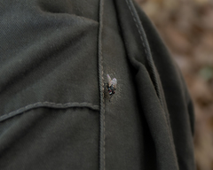 Musca domestica