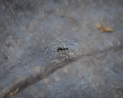 Paratrechina longicornis