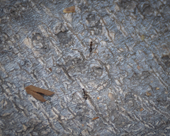 Paratrechina longicornis