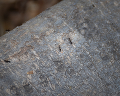 Paratrechina longicornis
