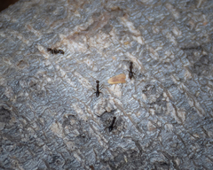 Paratrechina longicornis