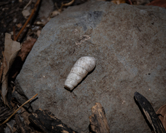 Rumina decollata