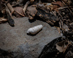 Rumina decollata