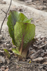 Cardiocrinum cordatum