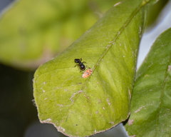 Crematogaster