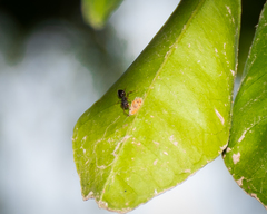 Crematogaster