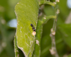 Crematogaster