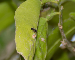 Crematogaster