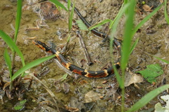 Nerodia fasciata confluens