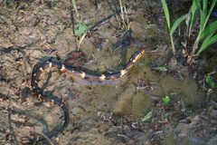 Nerodia fasciata confluens