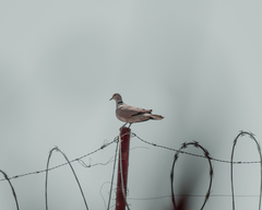 Streptopelia decaocto