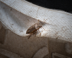 Pentatomidae