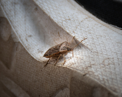 Pentatomidae